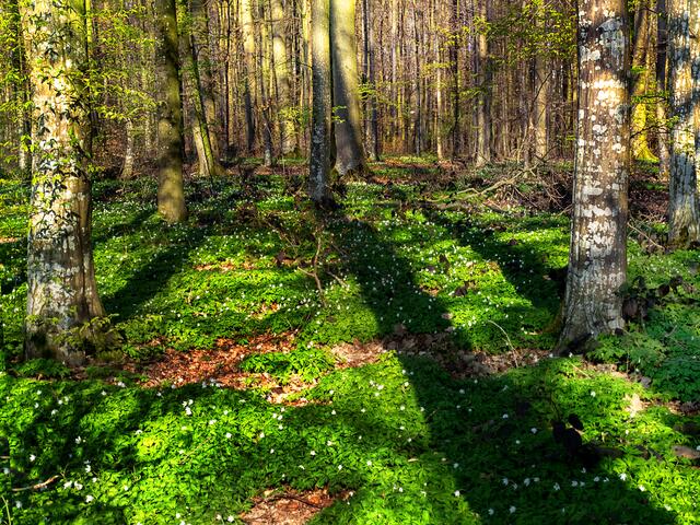 Eine herrliche Waldatmosphäre am frühen Morgen