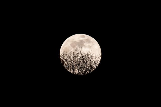 Supermond hinter Baumwipfeln