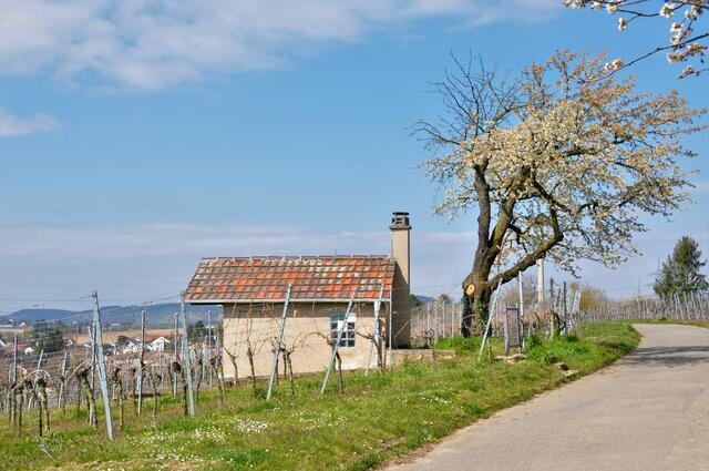 Weinberghaus -Klingenberg