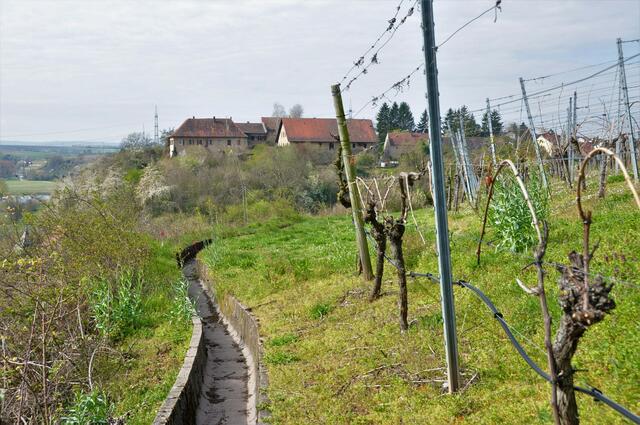 Neippergsche Schloss Klingenberg mit Weinberg