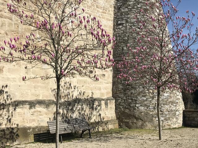 Magnolienblüten und -schatten an der Regiswindismauer