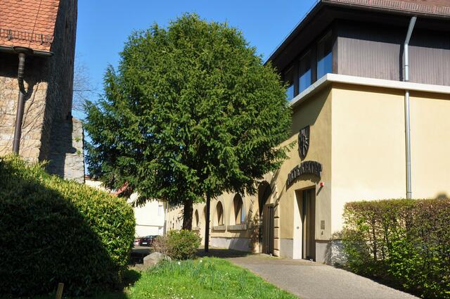 Alte Kelter mit Baum, Sontheim