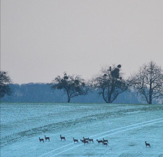 Rehe bei Göltenhof