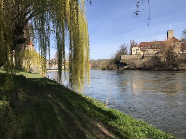 Morgenstimmung am Neckarufer