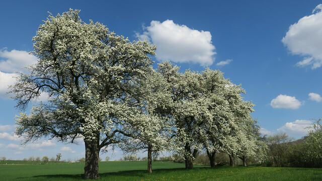 Birnbaumblüte in Neuenstein - Eschelbach