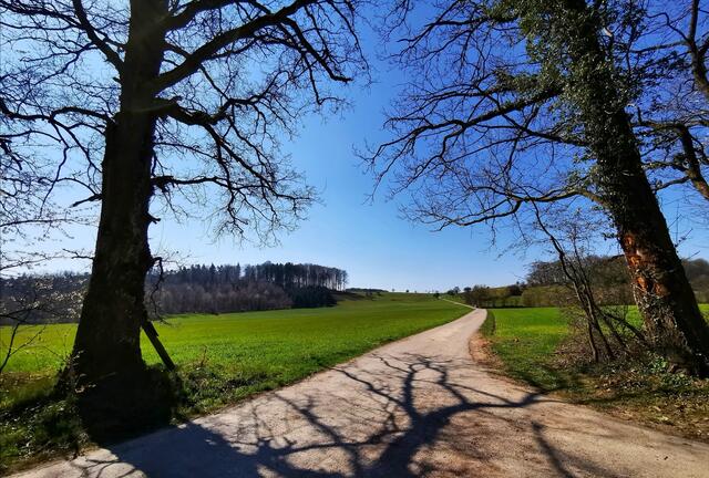 Waldfenster in Gleichen Pfedelbach