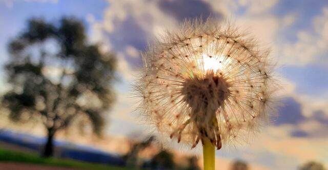 Pusteblume im Sonnenuntergang