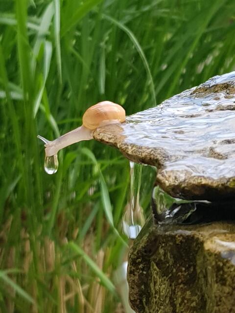 Schnecke beim Sonnenbad