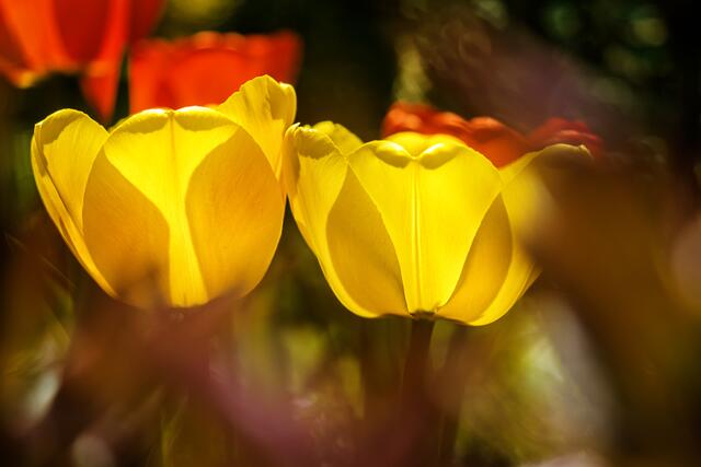 Tulpenbeet im Gegenlicht