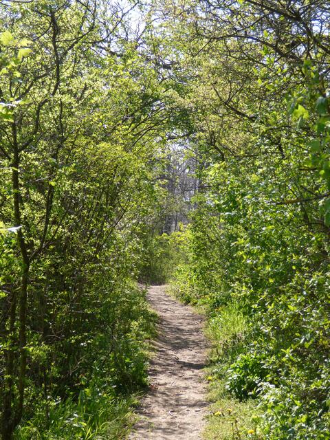 Ein wunderschöner Wanderpfad fast wie ein Laubengang