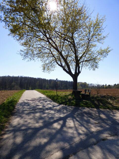 Baum mit Schattenwurzeln