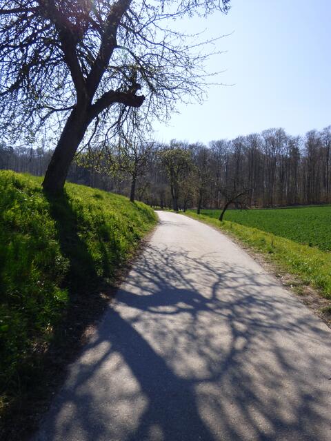 Baumspiegelung