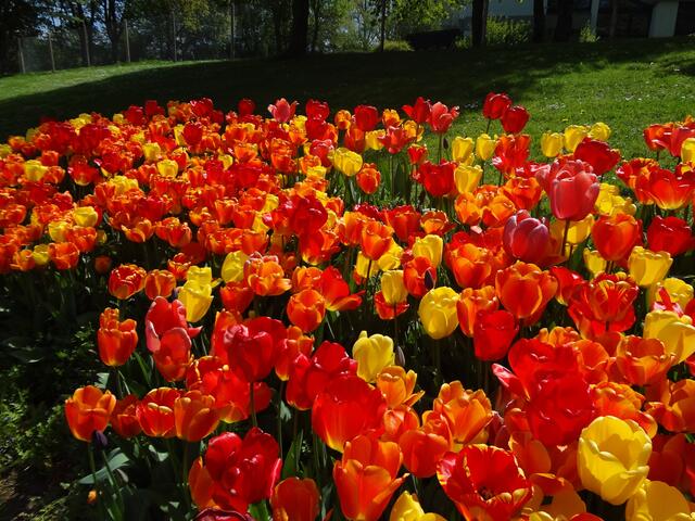 Gegensätze ziehen sich an: farbenfrohe Tulpen und dunkles Grün