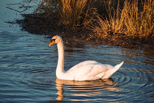 Schwan am Kocher Forchtenberg