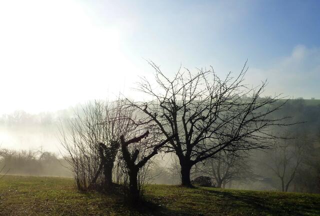 Filigran im Gegenlicht