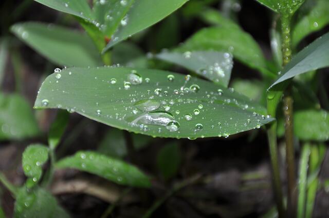 Wassertropfen beim Eichbottsee