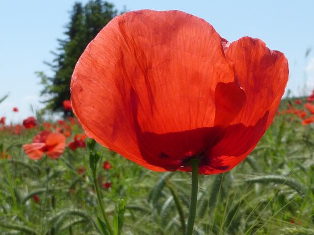 Mohnblume