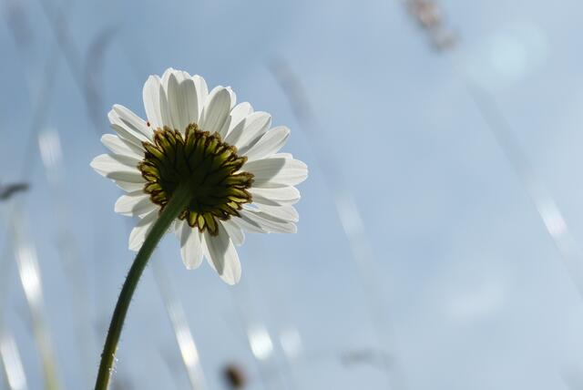 Margarite in der Sommerwiese