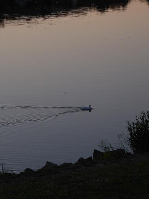 Ente im Abendlicht