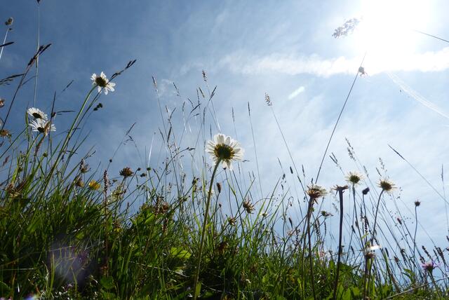 Sommerwiese