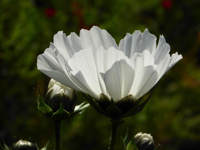 Weiße Herbstblume im Gegenlicht