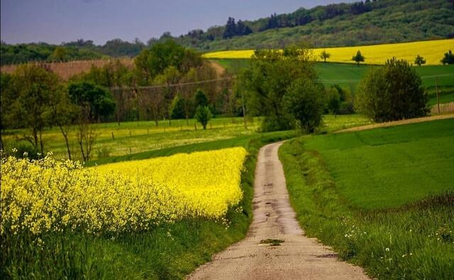 Rapsfeld bei Mainhardsall