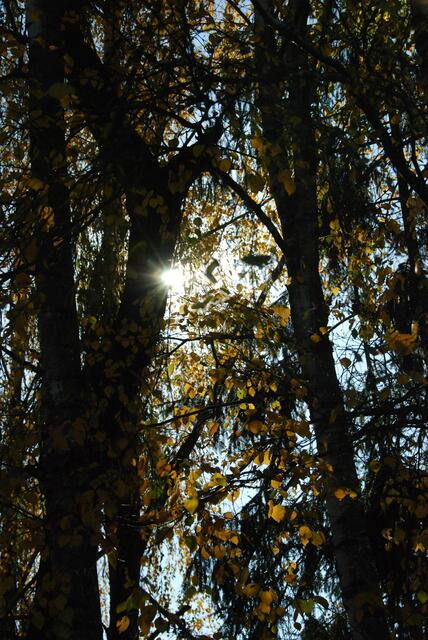 Waldlicht