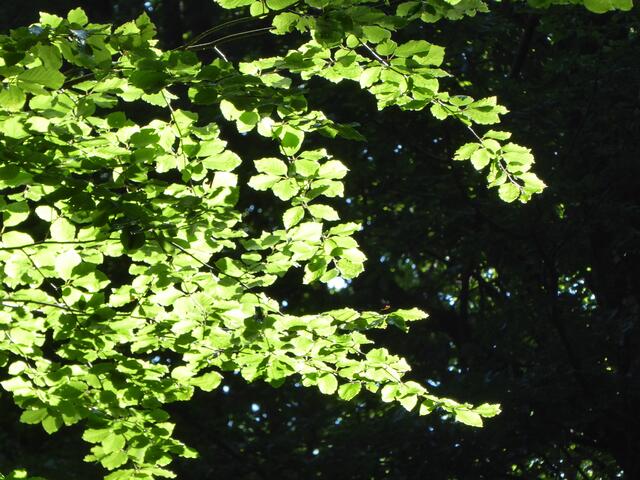 Waldlicht