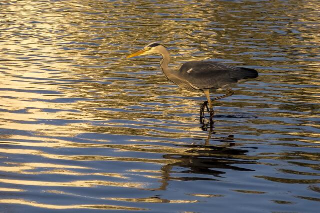 Fischreiher auf der Pirsch am Neckar