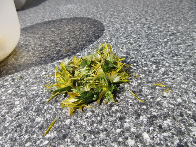 ... und grün. Die guten ins Töpfchen, die schlechten in Abfall.