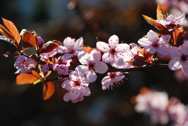 Kirschblüten