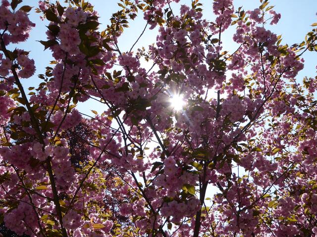 Kirschbaumblüten