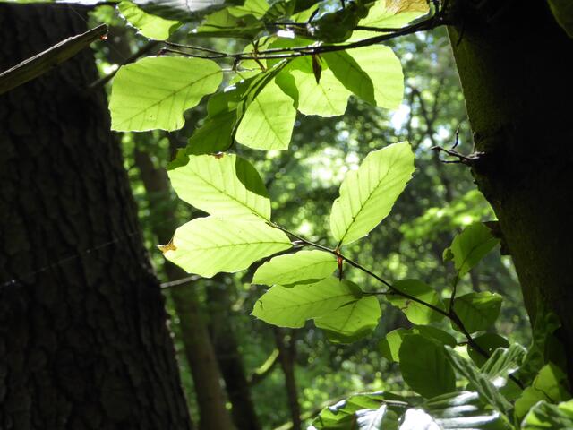Licht im Wald