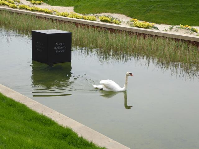 Schwan auf der Buga