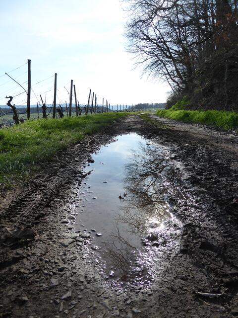 Spiegelung in der Pfütze / Neipperg