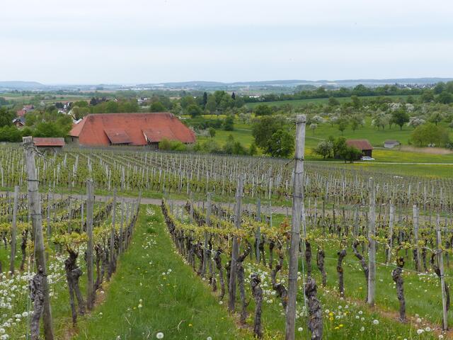 Weinberge bei Eschelbach.