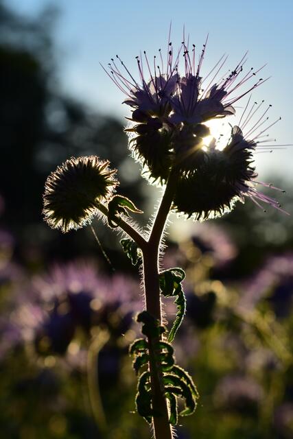 Gegenlicht....
