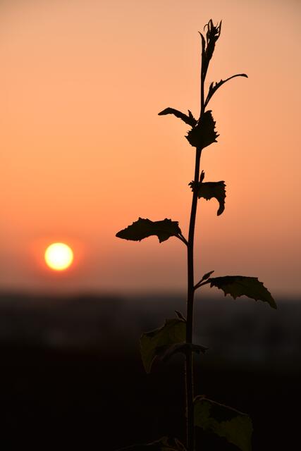 Sunset über Eppingen