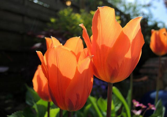 Tulpen im Gegenlicht