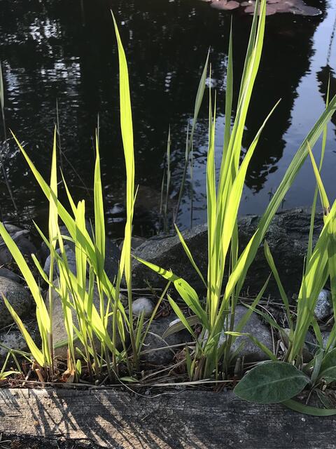 Gräser am Teich