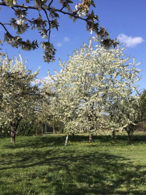 Kirschblüten