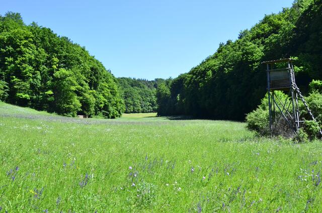 Grüne (Blumen-)wiesen soweit das Auge reicht - das hat Heimatreporter Herbert Maihöfer in Crispenhofen, einem Teilort von Weißbach, fotografiert. | Foto: Herbert Maihöfer