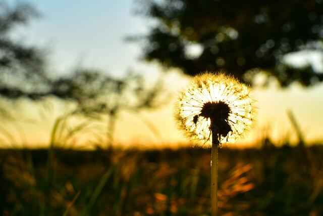 Pusteblume