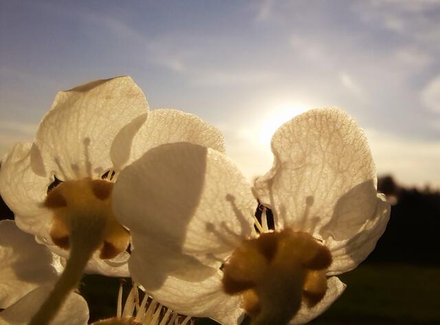 Blüten im Abendlicht