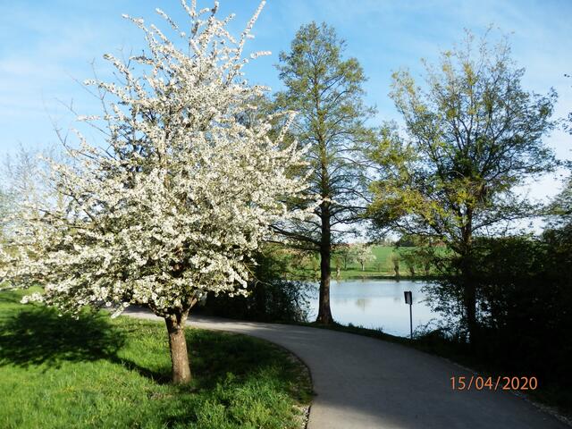 Kirschblüte am Mühlbachsee