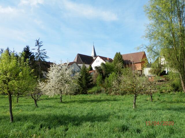 Blick von der Neckaraue