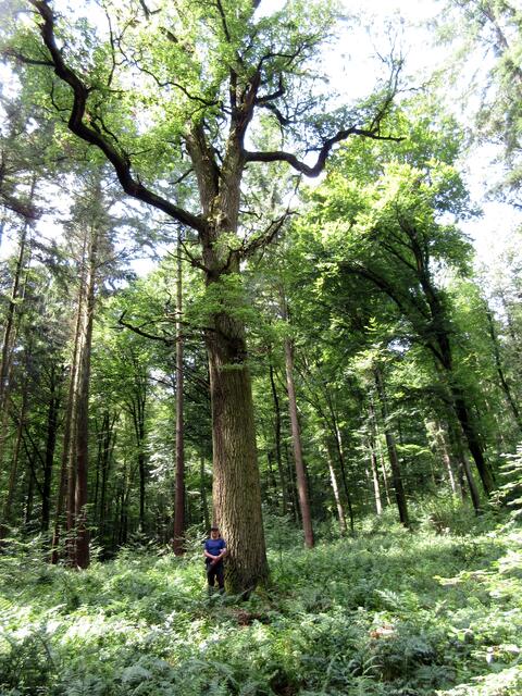 Die riesige Traubeneiche, ein Naturdenkmal in Kirchhausen