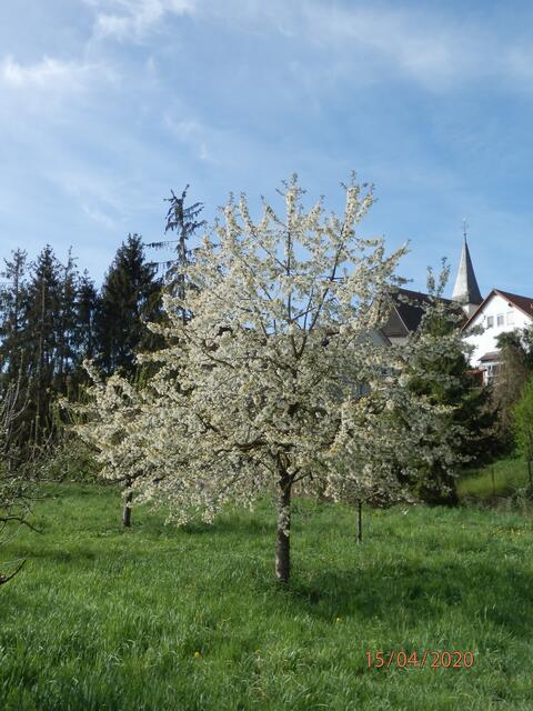 Blick von der Neckaraue