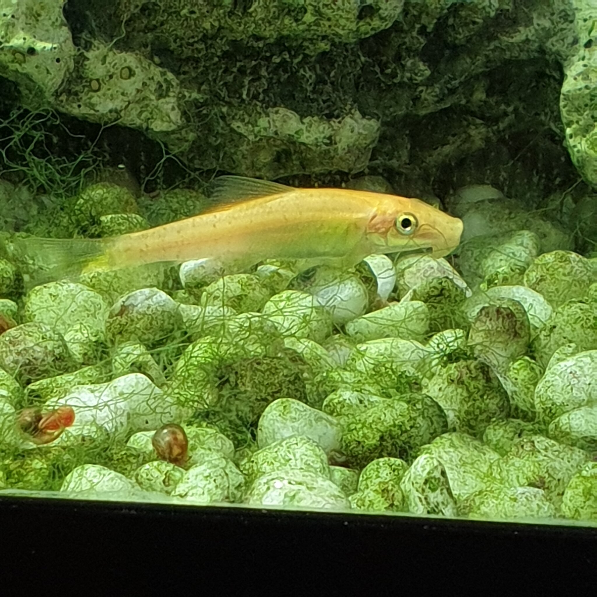Ein kleiner Blick in ein Aquarium. Bad Rappenau