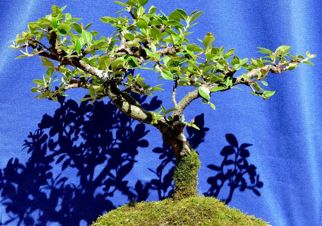 Kleiner Baum mit großem Schatten